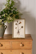 Load image into Gallery viewer, Framed Herbarium (Finland, c. 1928-30) in Custom Beaded Champagne Frame
