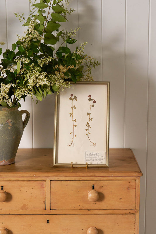 Framed Herbarium (Finland, c. 1928-30) in Custom Beaded Champagne Frame