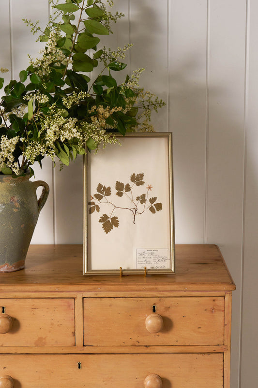Framed Herbarium (Finland, c. 1928-30) in Custom Beaded Champagne Frame
