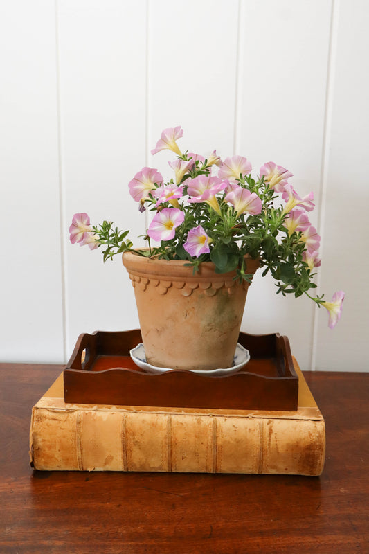 Petite English Mahogany Tray with Scalloped Edge