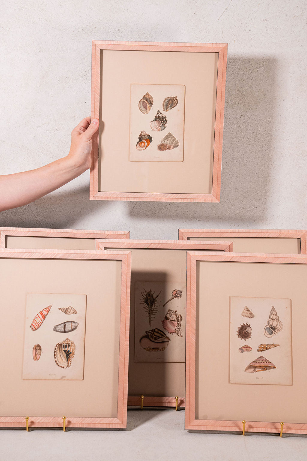 SET of 6 Antique English Seashells | Float Mount in Contemporary Pink Gloss Frames