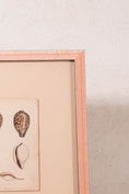 Load image into Gallery viewer, SET of 6 Antique English Seashells | Float Mount in Contemporary Pink Gloss Frames
