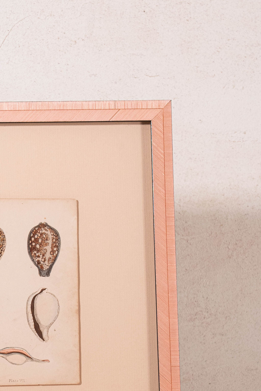 SET of 6 Antique English Seashells | Float Mount in Contemporary Pink Gloss Frames