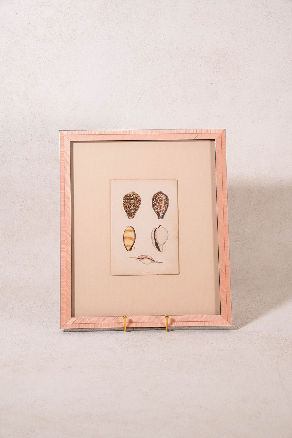 SET of 6 Antique English Seashells | Float Mount in Contemporary Pink Gloss Frames