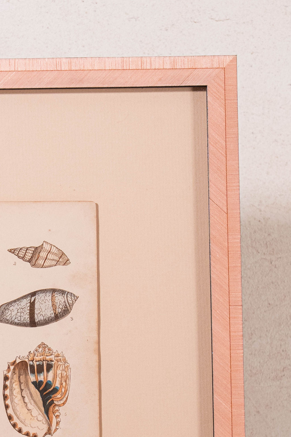 SET of 6 Antique English Seashells | Float Mount in Contemporary Pink Gloss Frames