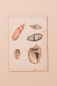 Load image into Gallery viewer, SET of 6 Antique English Seashells | Float Mount in Contemporary Pink Gloss Frames
