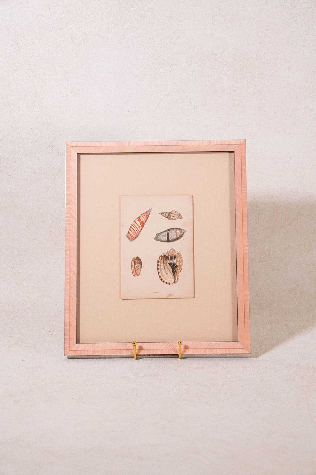 SET of 6 Antique English Seashells | Float Mount in Contemporary Pink Gloss Frames