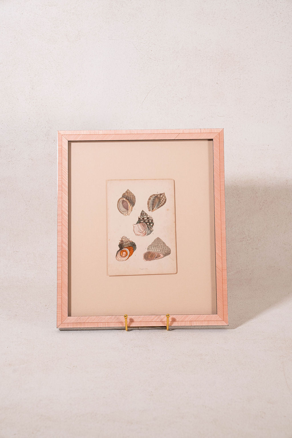 SET of 6 Antique English Seashells | Float Mount in Contemporary Pink Gloss Frames