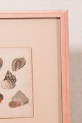 Load image into Gallery viewer, SET of 6 Antique English Seashells | Float Mount in Contemporary Pink Gloss Frames
