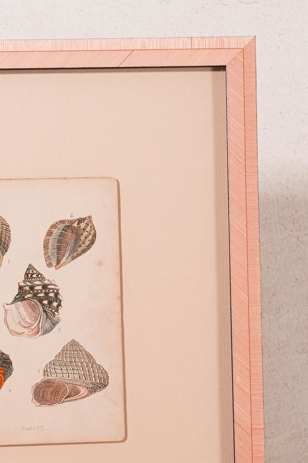 SET of 6 Antique English Seashells | Float Mount in Contemporary Pink Gloss Frames
