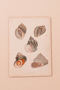 Load image into Gallery viewer, SET of 6 Antique English Seashells | Float Mount in Contemporary Pink Gloss Frames
