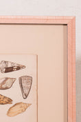 Load image into Gallery viewer, SET of 6 Antique English Seashells | Float Mount in Contemporary Pink Gloss Frames
