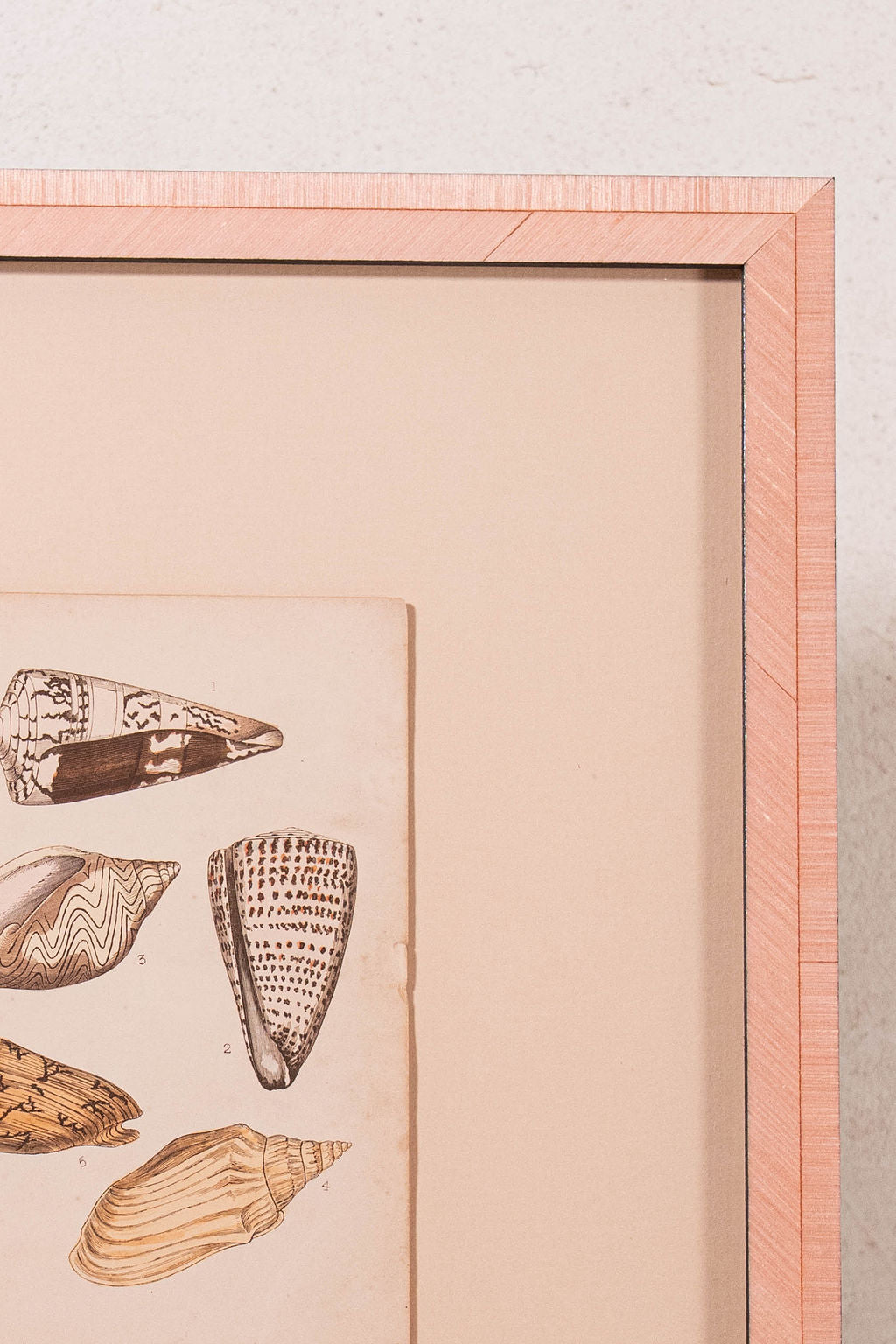 SET of 6 Antique English Seashells | Float Mount in Contemporary Pink Gloss Frames