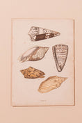Load image into Gallery viewer, SET of 6 Antique English Seashells | Float Mount in Contemporary Pink Gloss Frames

