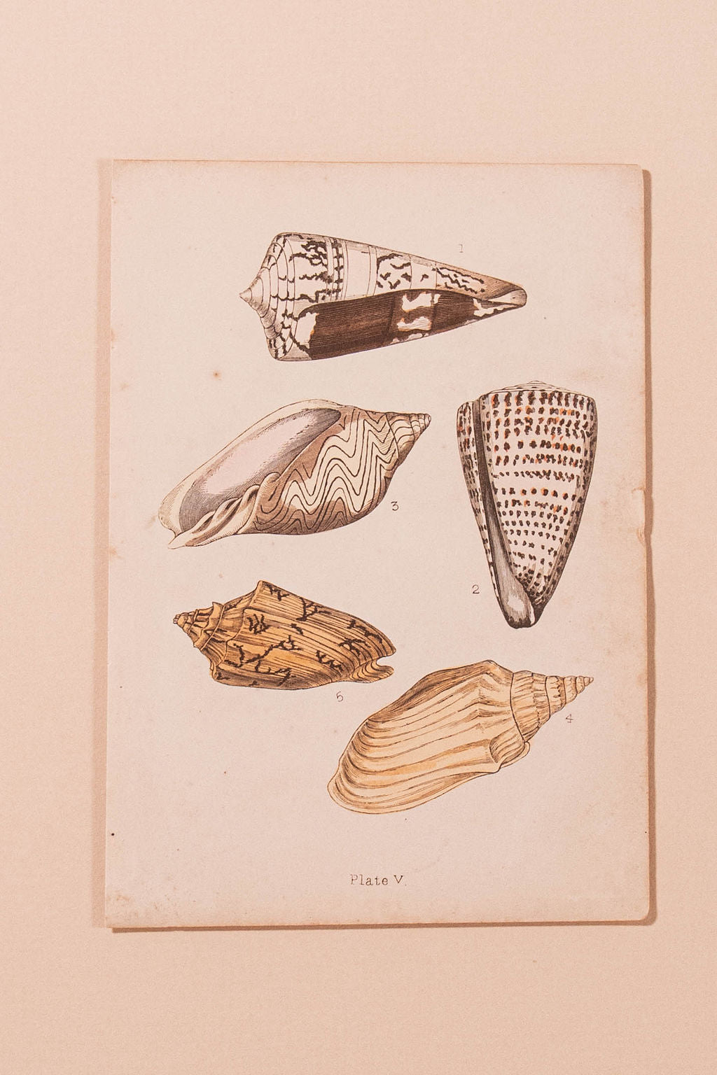 SET of 6 Antique English Seashells | Float Mount in Contemporary Pink Gloss Frames