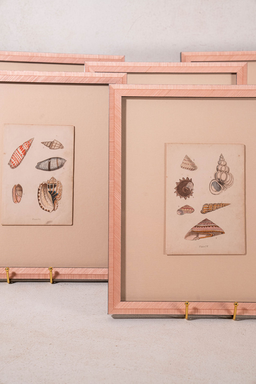 SET of 6 Antique English Seashells | Float Mount in Contemporary Pink Gloss Frames