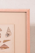 Load image into Gallery viewer, SET of 6 Antique English Seashells | Float Mount in Contemporary Pink Gloss Frames
