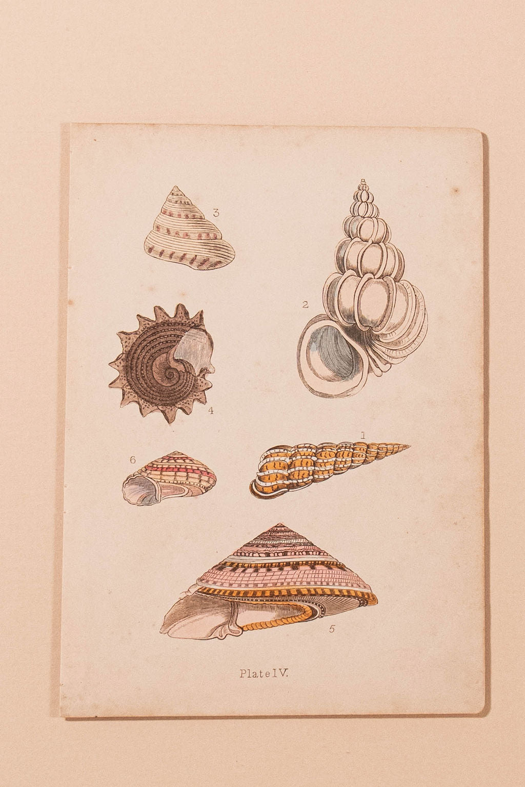 SET of 6 Antique English Seashells | Float Mount in Contemporary Pink Gloss Frames