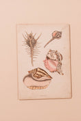 Load image into Gallery viewer, SET of 6 Antique English Seashells | Float Mount in Contemporary Pink Gloss Frames
