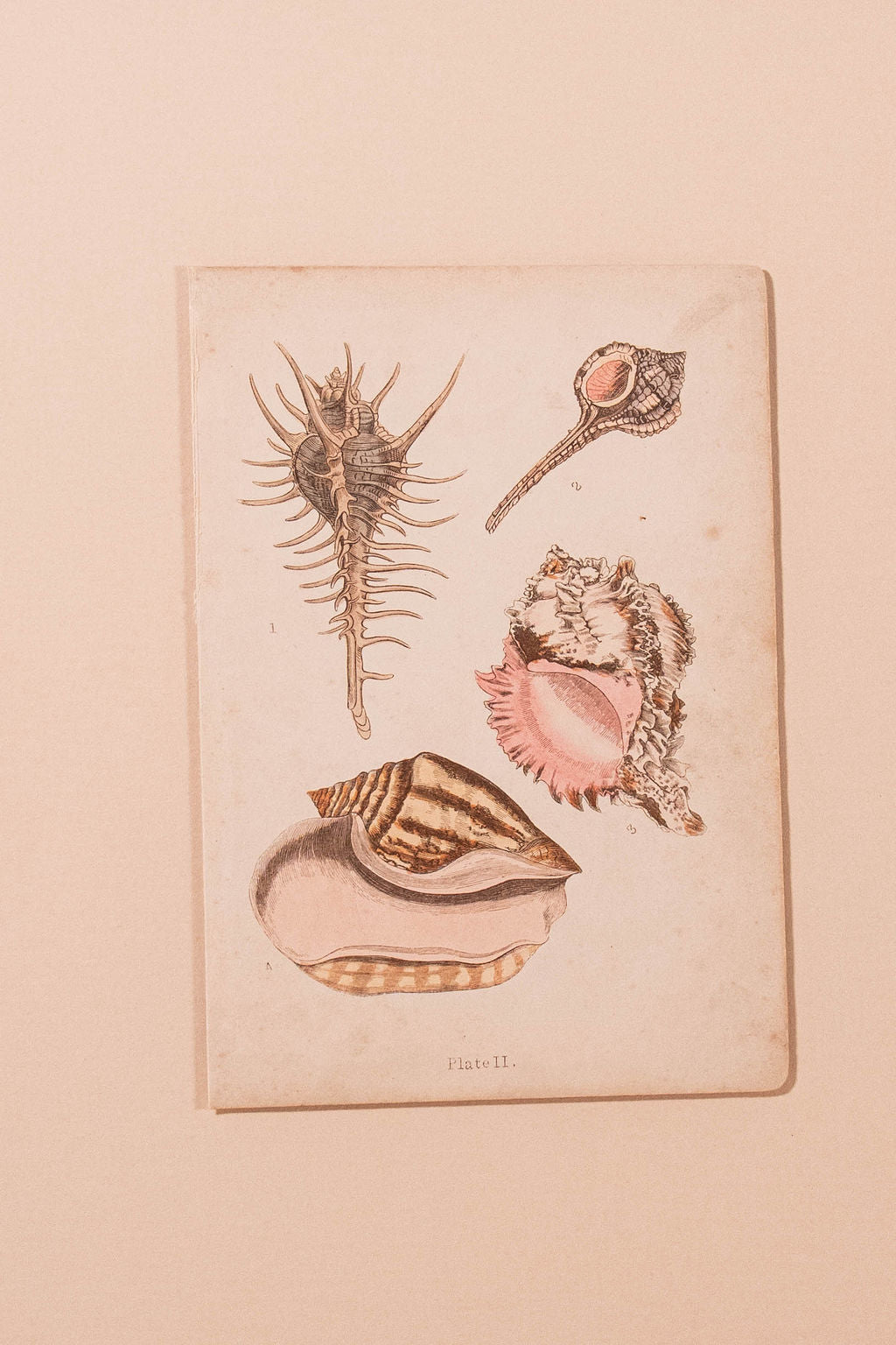 SET of 6 Antique English Seashells | Float Mount in Contemporary Pink Gloss Frames