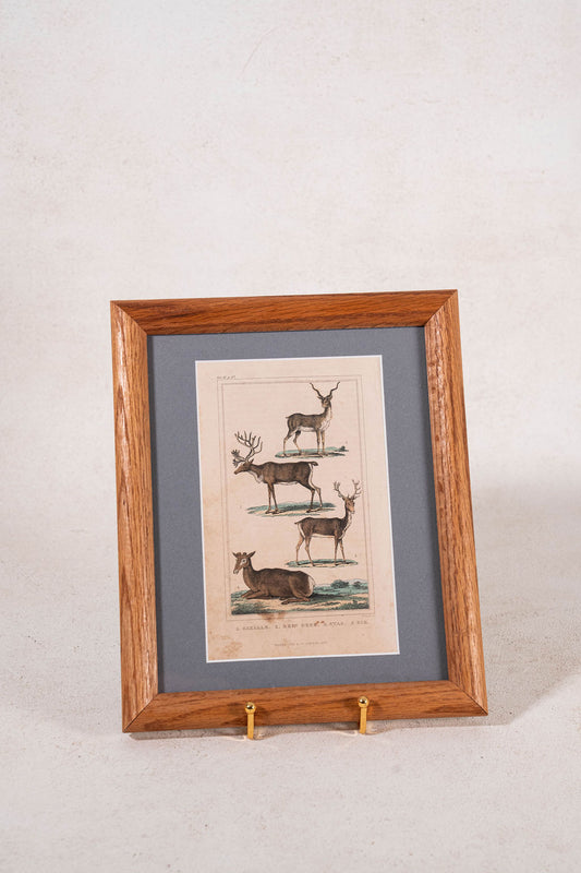 Late 19th Century British Hand Colored Natural History Engraving Deer (c. 1880s)