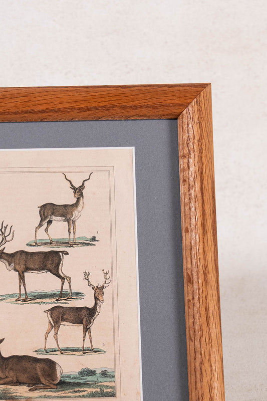 Late 19th Century British Hand Colored Natural History Engraving Deer (c. 1880s)