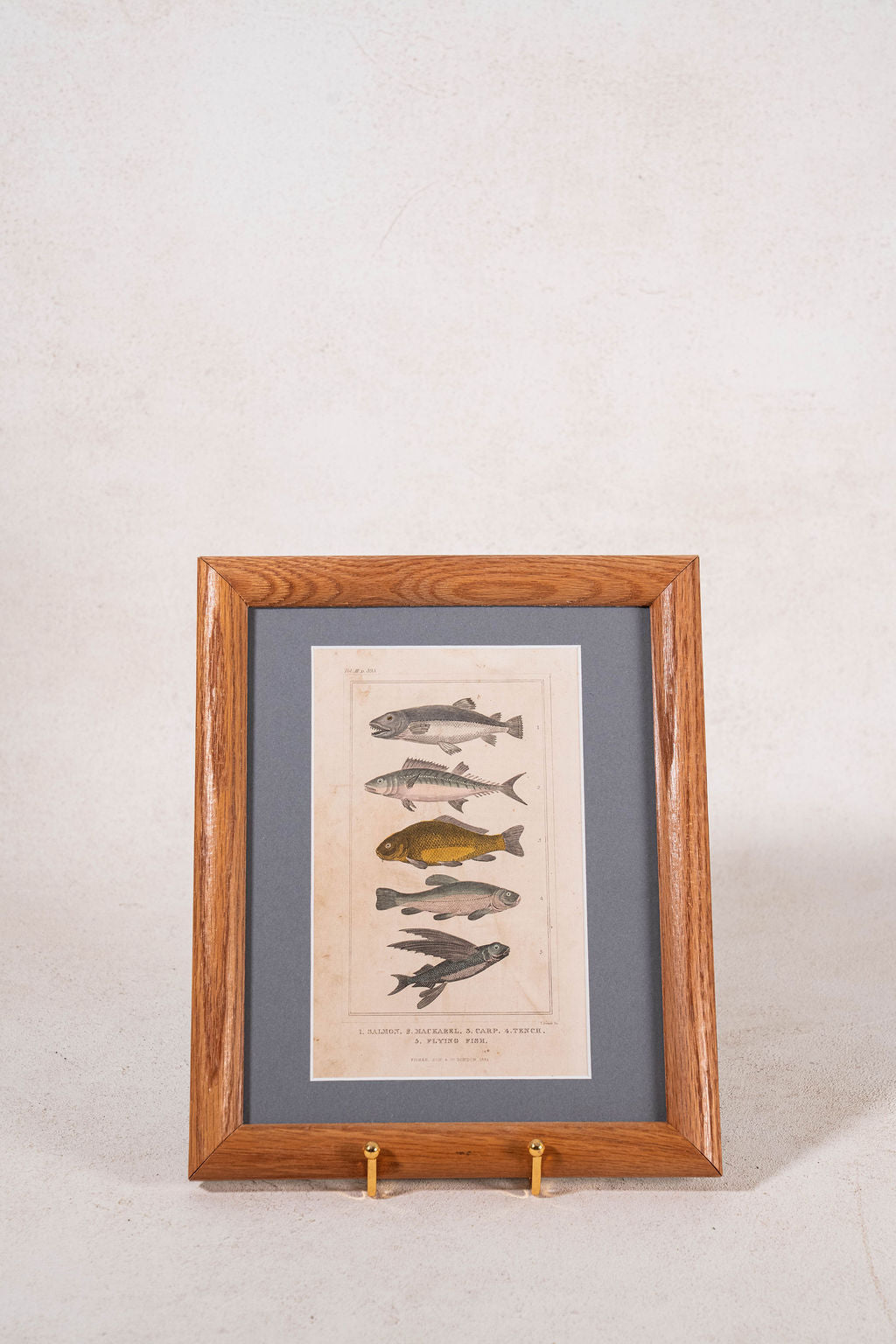 Late 19th Century British Hand Colored Natural History Engraving Fish (c. 1880s)