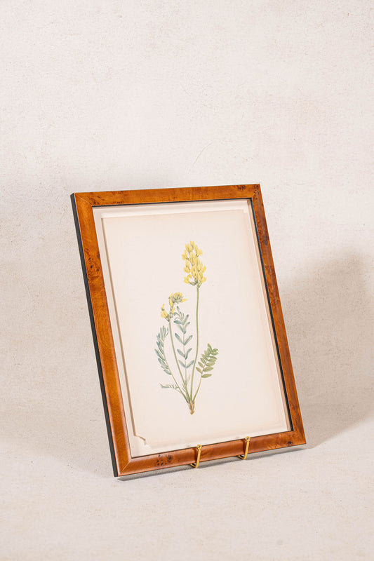 Antique Botanical Study Print (c. 1925) in Custom Burlwood Frame