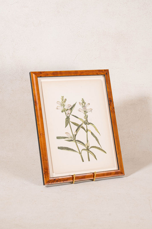 Antique Botanical Study Print (c. 1925) in Custom Burlwood Frame