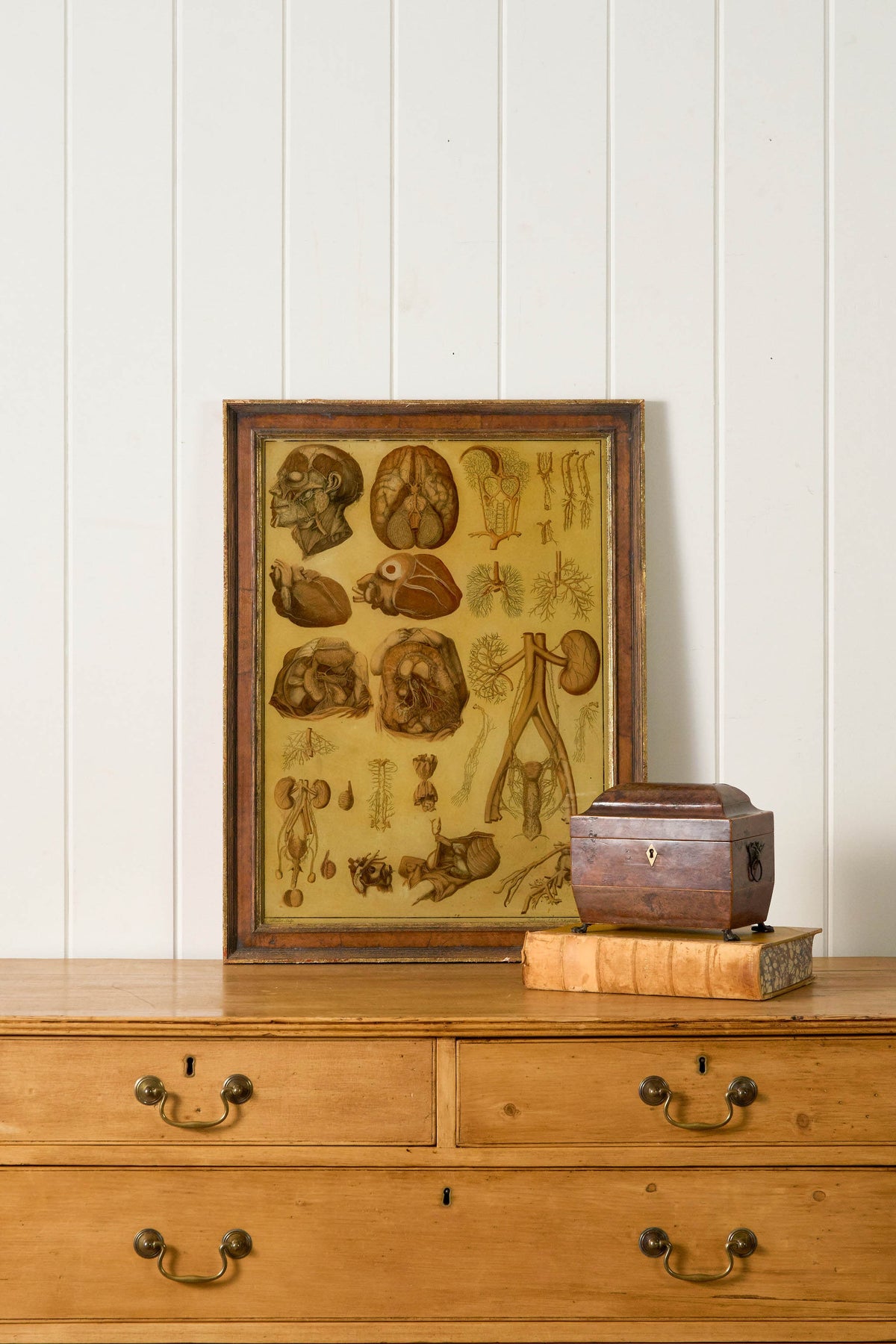 Early 20th Century English School Anatomy Prints with Walnut Frames + Inner Gilt