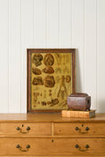 Load image into Gallery viewer, Early 20th Century English School Anatomy Prints with Walnut Frames + Inner Gilt
