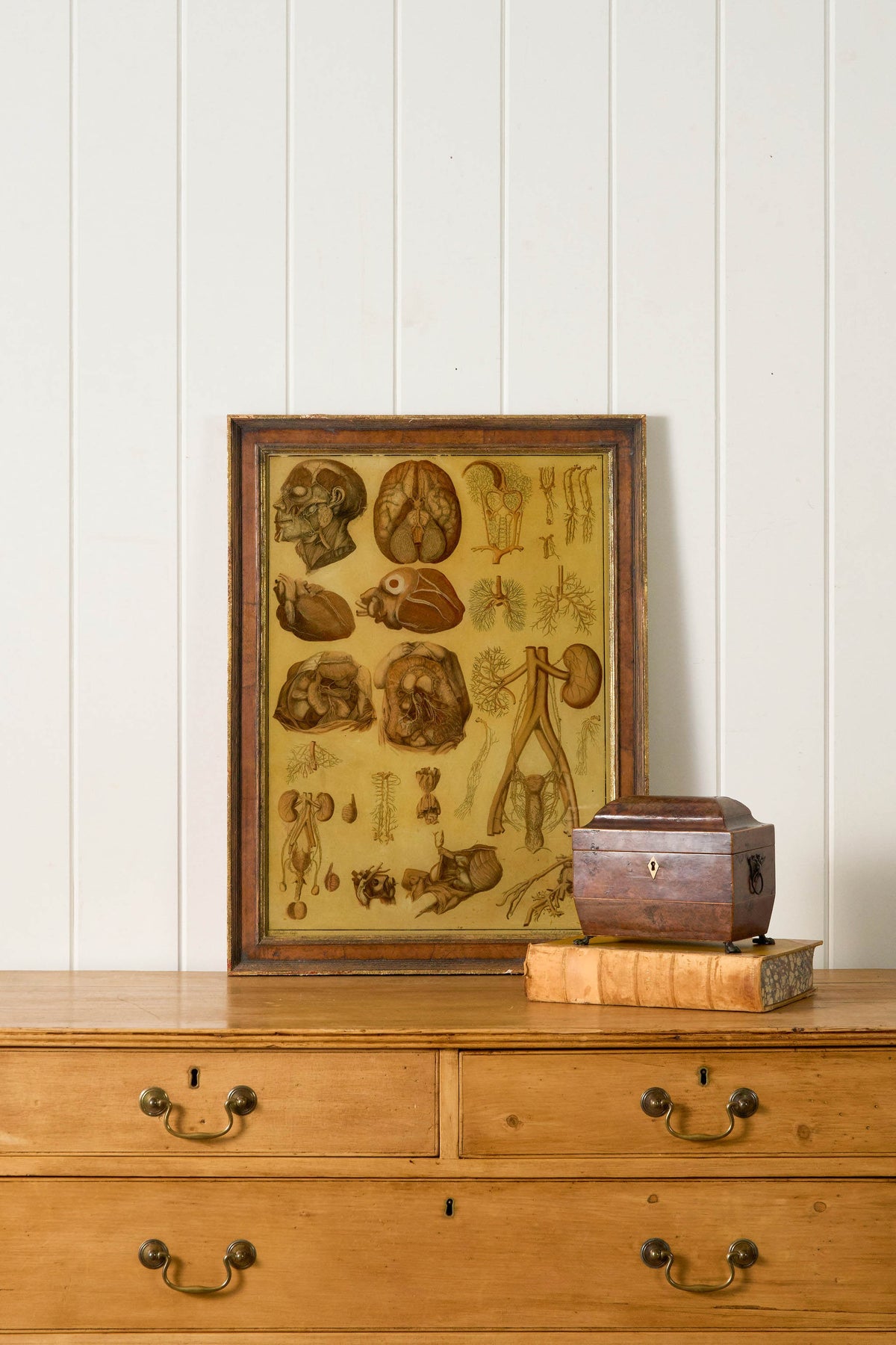 Early 20th Century English School Anatomy Prints with Walnut Frames + Inner Gilt