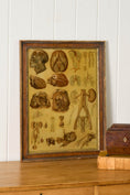 Load image into Gallery viewer, Early 20th Century English School Anatomy Prints with Walnut Frames + Inner Gilt
