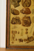 Load image into Gallery viewer, Early 20th Century English School Anatomy Prints with Walnut Frames + Inner Gilt

