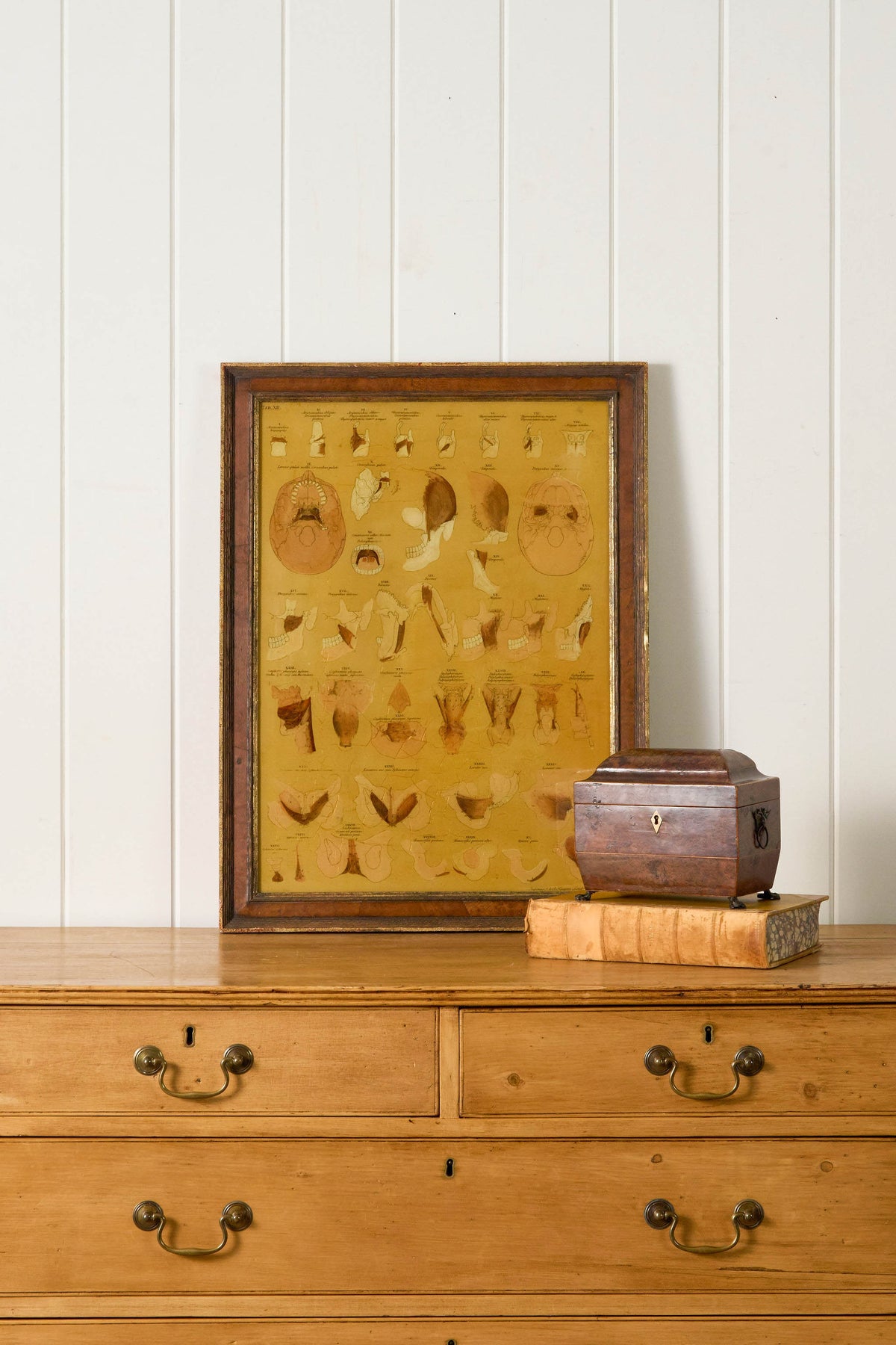 Early 20th Century English School Anatomy Prints with Walnut Frames + Inner Gilt