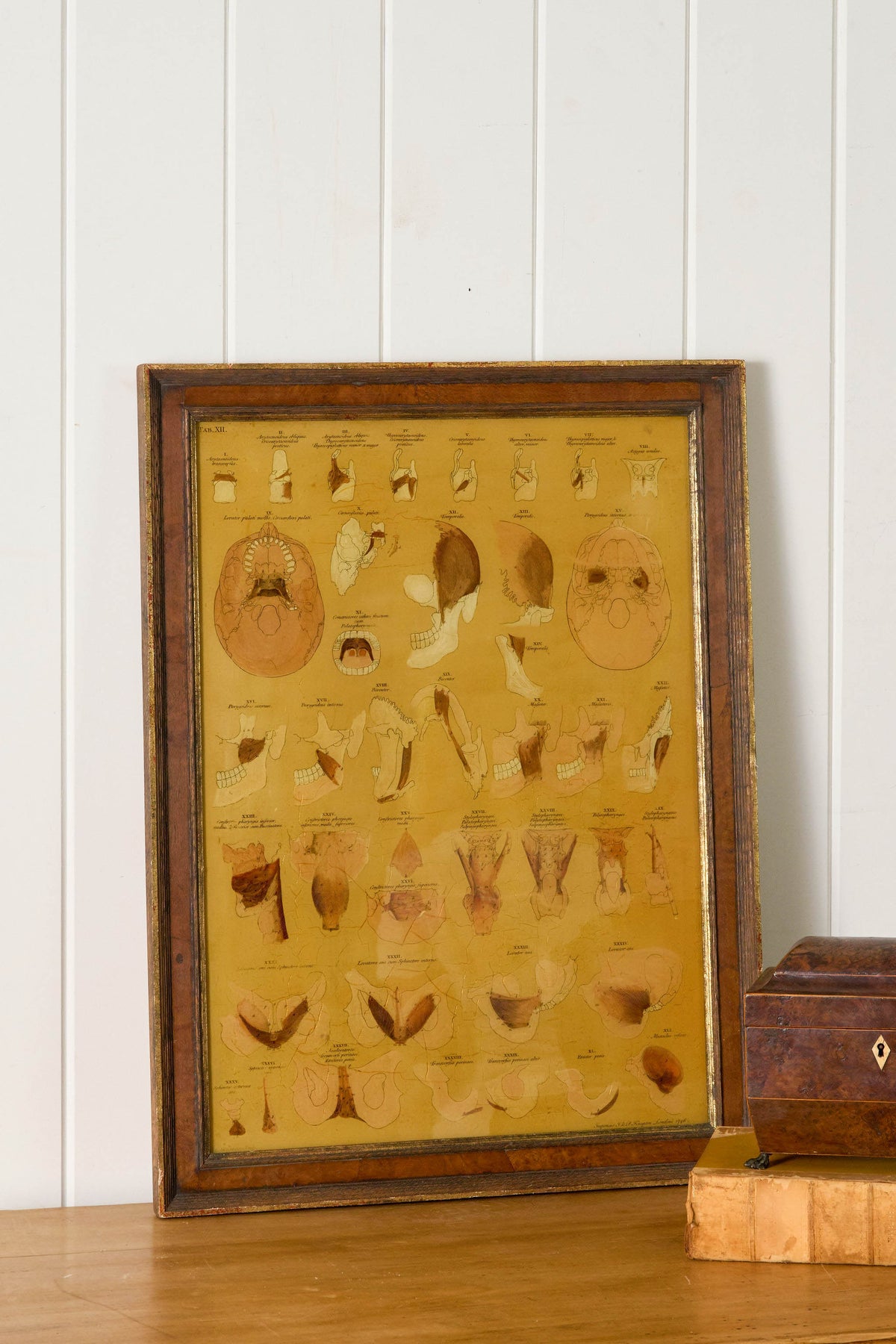 Early 20th Century English School Anatomy Prints with Walnut Frames + Inner Gilt