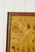 Load image into Gallery viewer, Early 20th Century English School Anatomy Prints with Walnut Frames + Inner Gilt
