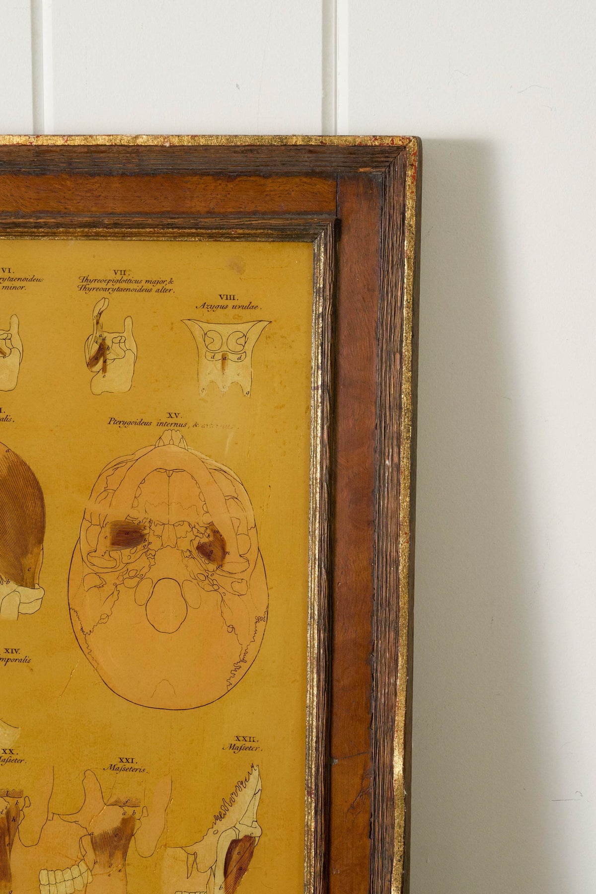 Early 20th Century English School Anatomy Prints with Walnut Frames + Inner Gilt