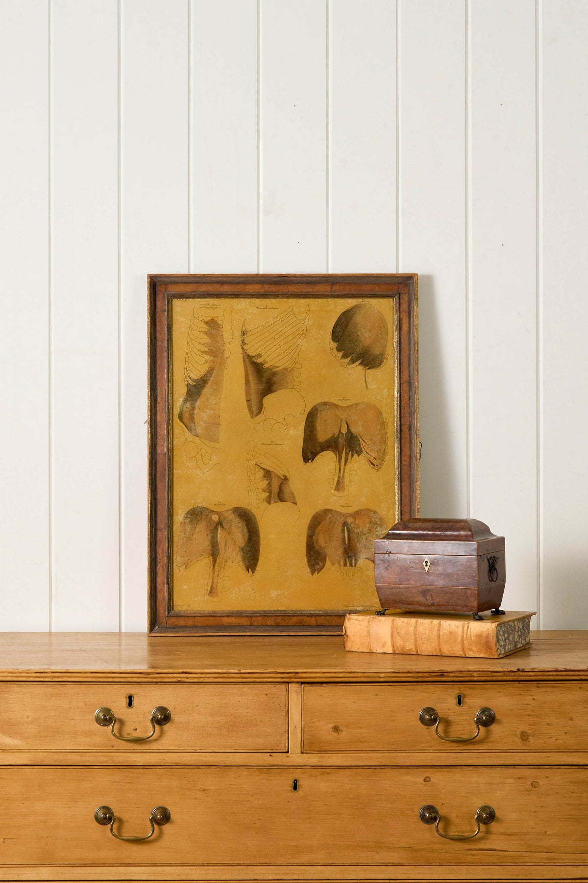 Early 20th Century English School Anatomy Prints with Walnut Frames + Inner Gilt