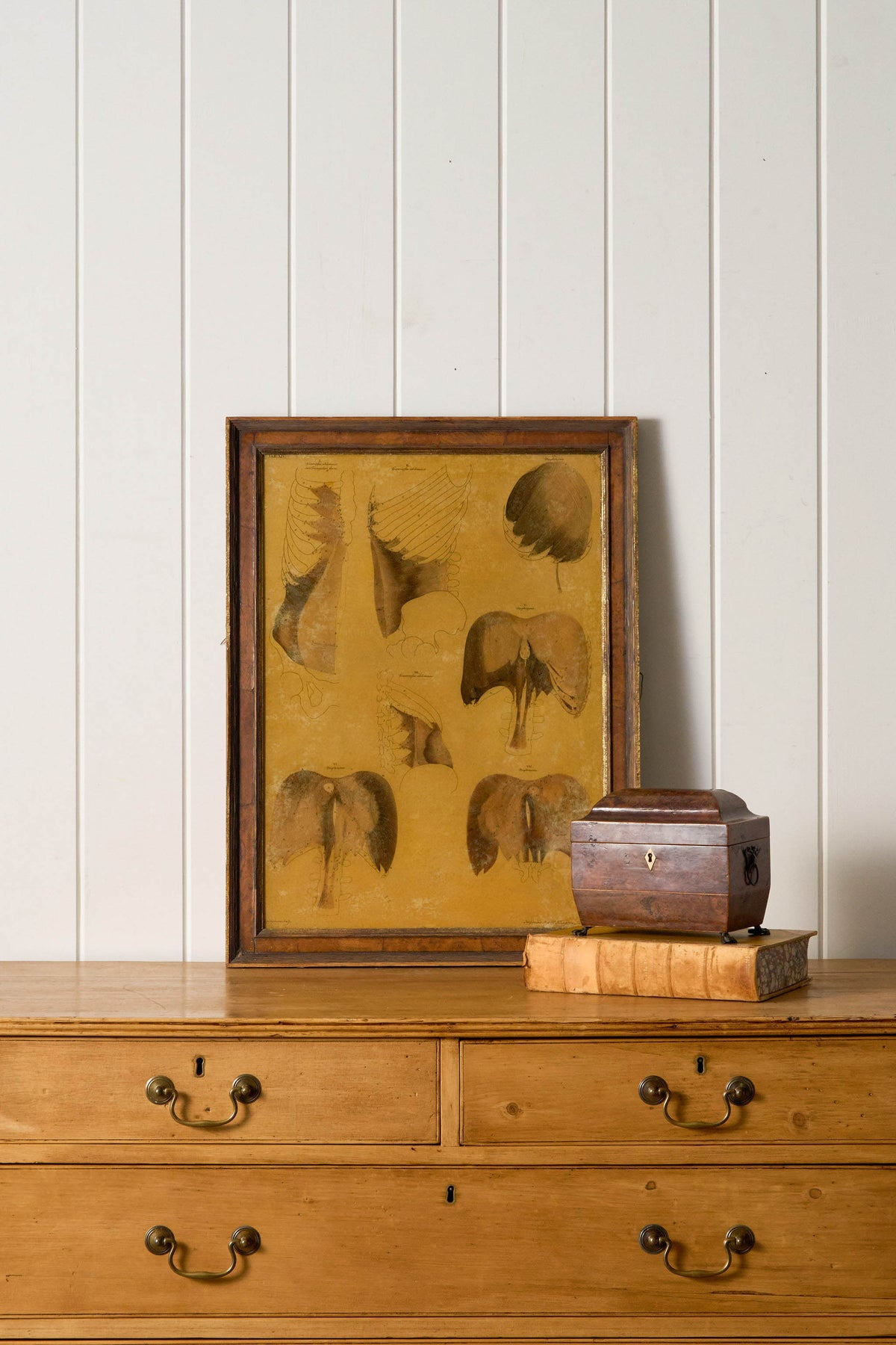 Early 20th Century English School Anatomy Prints with Walnut Frames + Inner Gilt