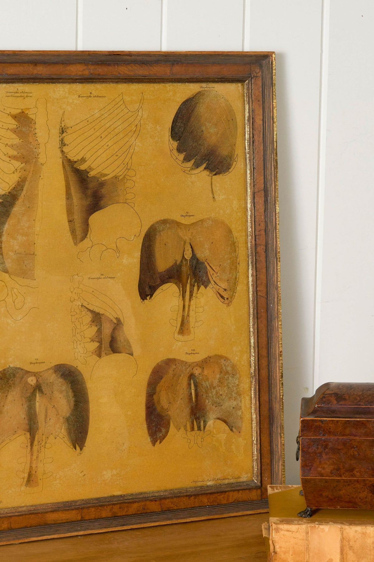 Early 20th Century English School Anatomy Prints with Walnut Frames + Inner Gilt