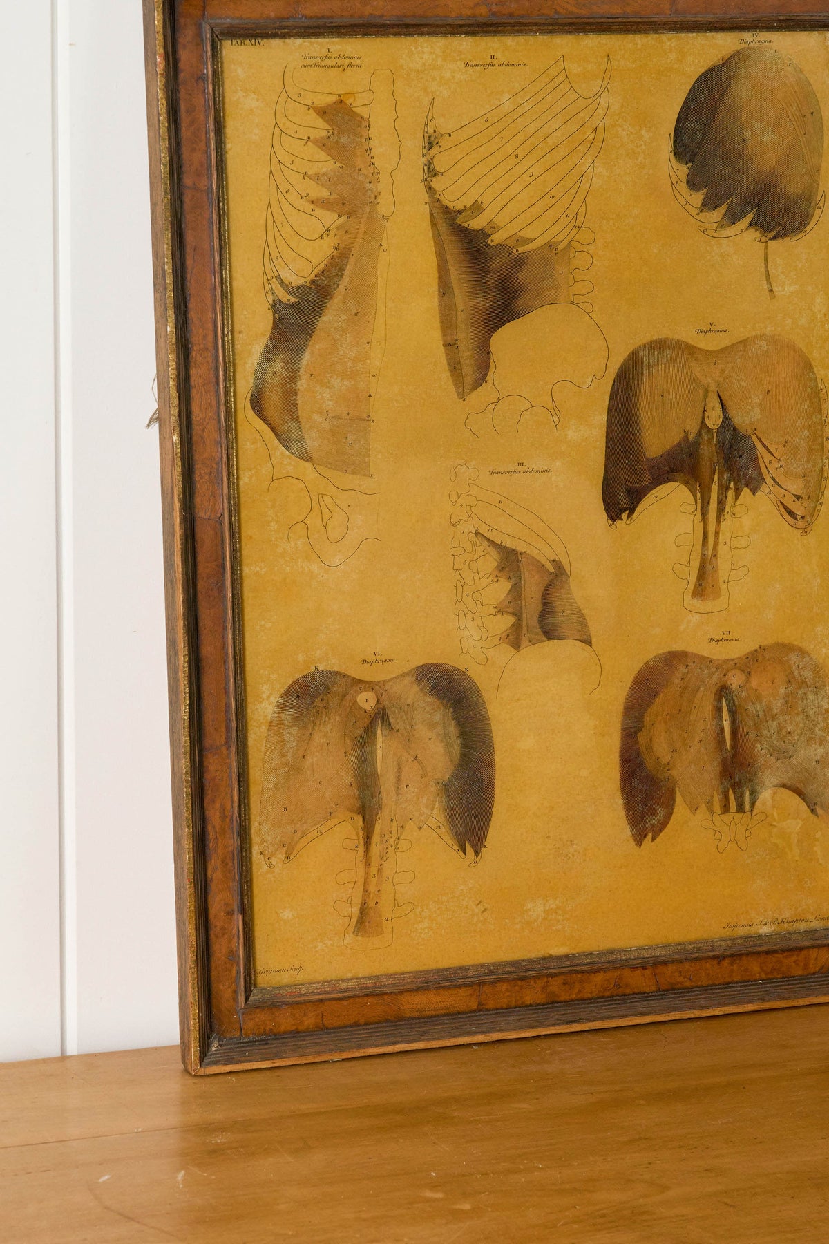 Early 20th Century English School Anatomy Prints with Walnut Frames + Inner Gilt