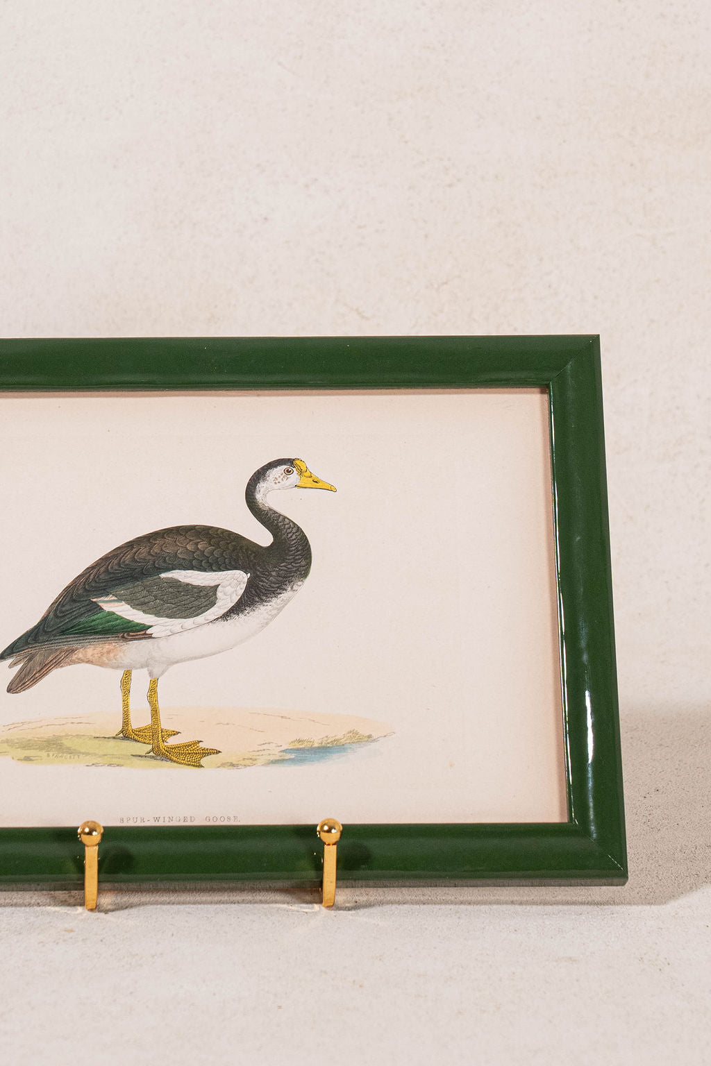 Antique Hand Colored Goose Engraving (c. 1865) | in Contemporary Green Lacquer Frame