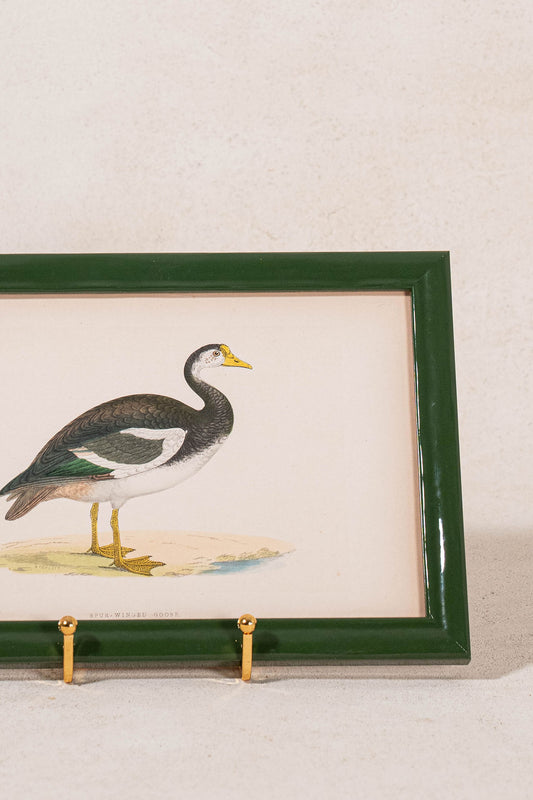 Antique Hand Colored Goose Engraving (c. 1865) | in Contemporary Green Lacquer Frame