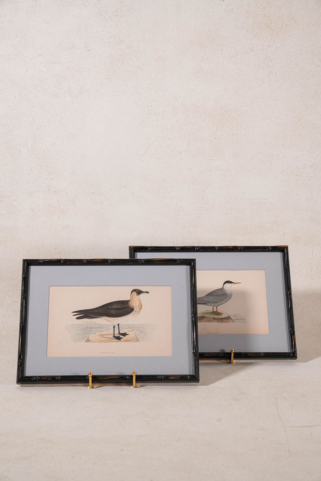 Antique Hand Colored Bird Engraving (c. 1865) | in Contemporary Black Bamboo Frame