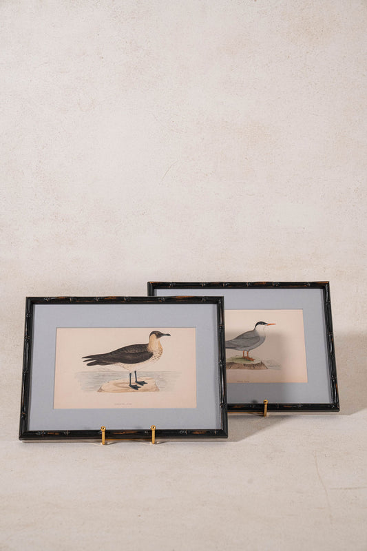 Antique Hand Colored Bird Engraving (c. 1865) | in Contemporary Black Bamboo Frame