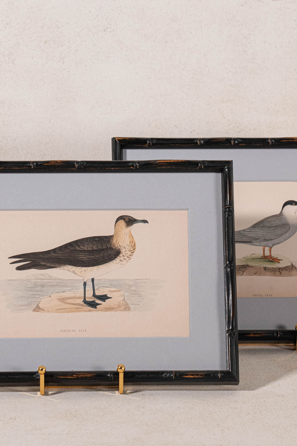 Antique Hand Colored Bird Engraving (c. 1865) | in Contemporary Black Bamboo Frame