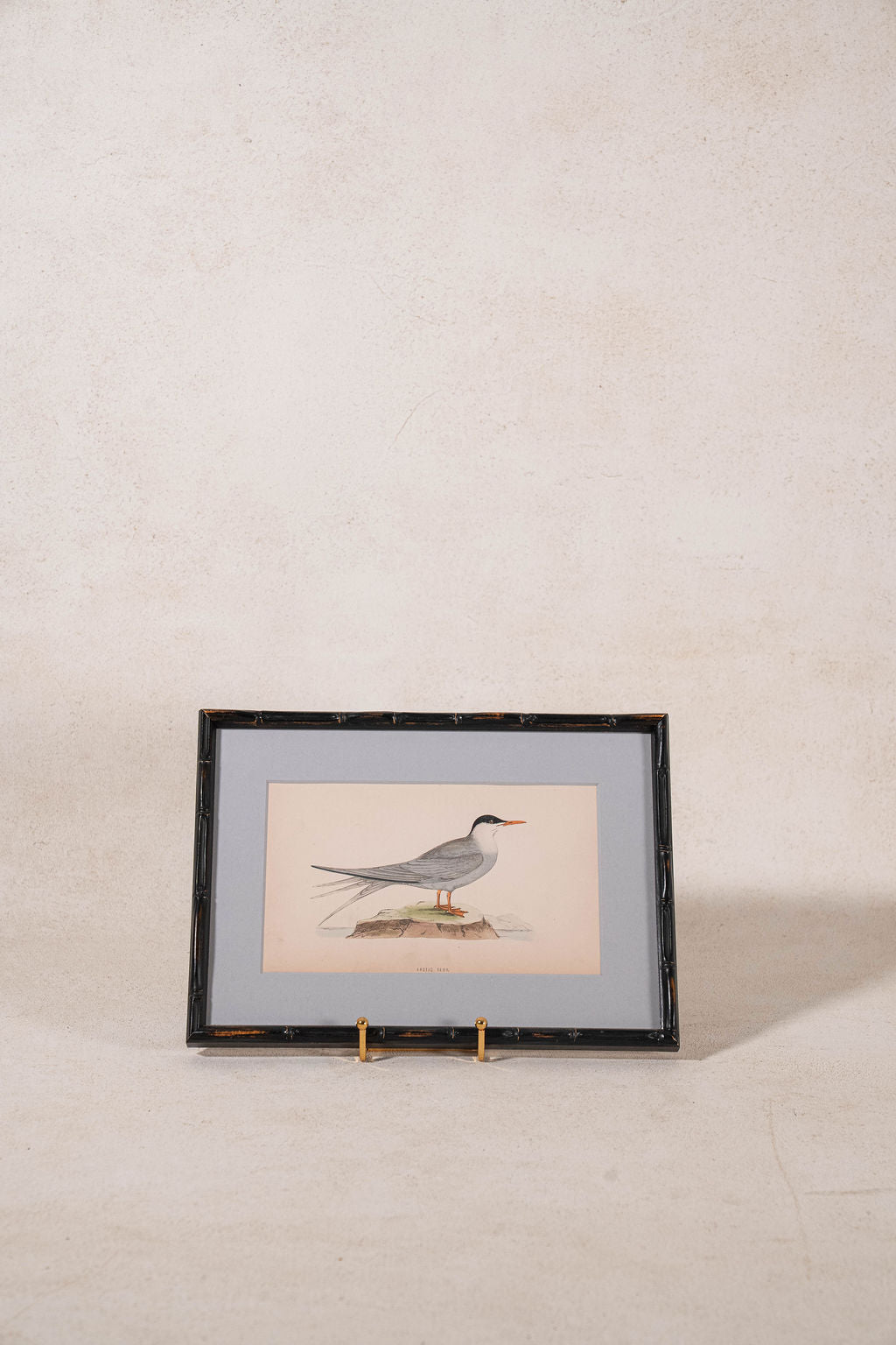 Antique Hand Colored Bird Engraving (c. 1865) | in Contemporary Black Bamboo Frame