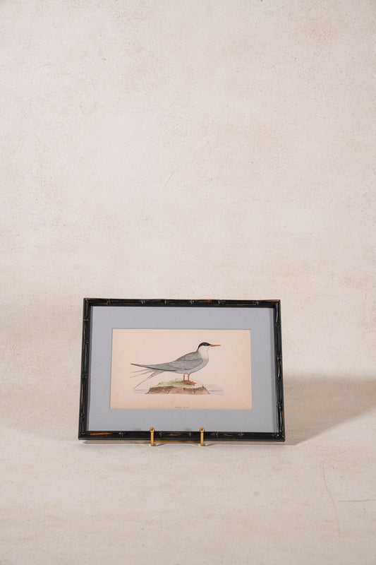 Antique Hand Colored Bird Engraving (c. 1865) | in Contemporary Black Bamboo Frame