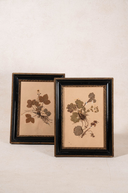 PAIR Swedish Herbariums in Black + Gilt Frames (d. 1942-43)